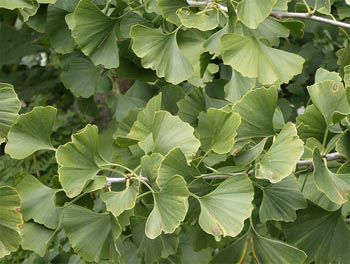 Ginkgo Ginkgo biloba